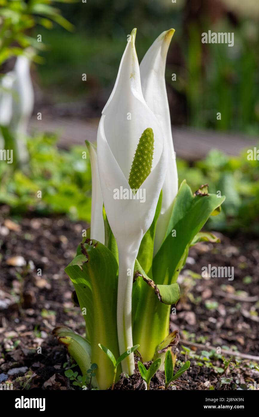 Close up of white skunk cabbage (lysichiton camtschatensis) plants in bloom Stock Photo