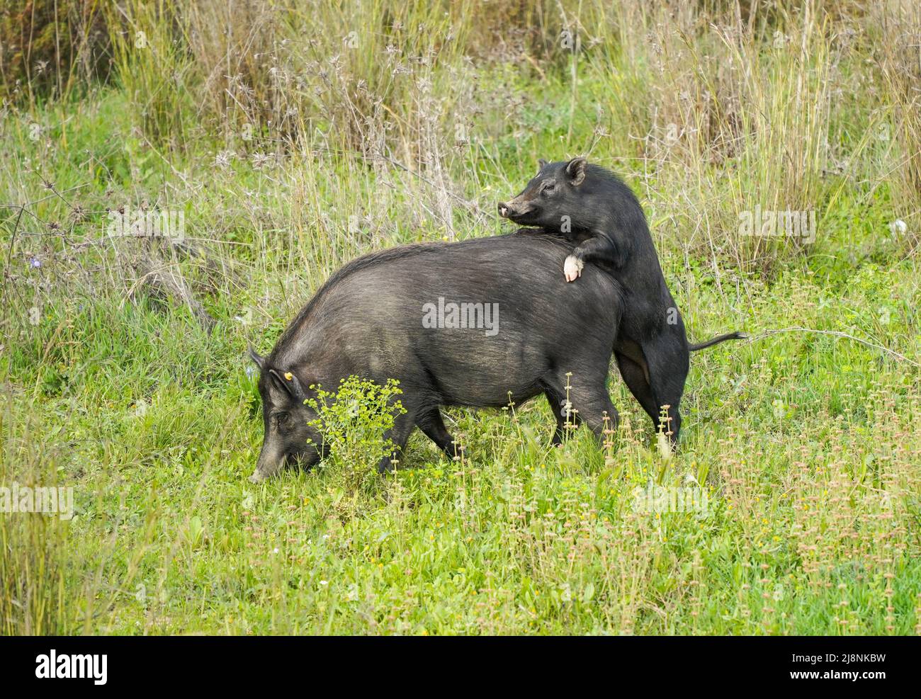 Wild boar hybrids, Pig Hybrids roaming around near an urbanisation in Spain. Stock Photo