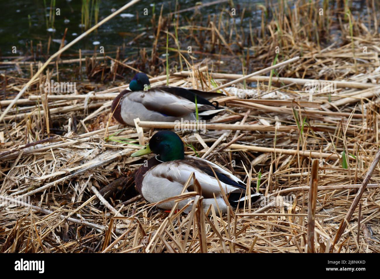 Wild Ducks Stock Photo