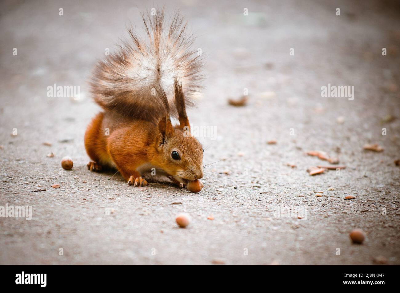 squirrel eats nut on a ground Stock Photo