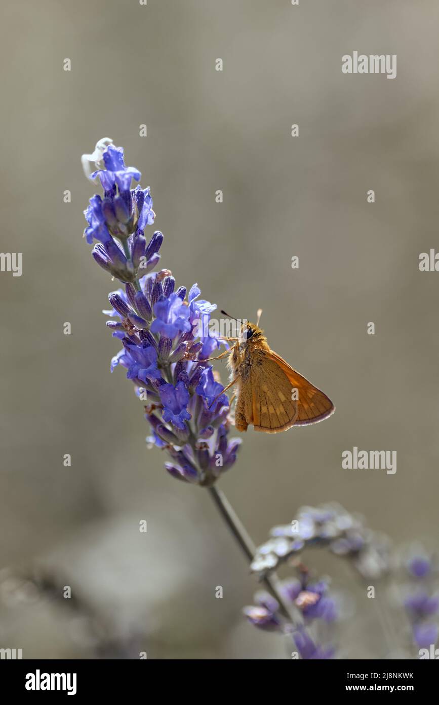 orange butterfly Hesperiidae on lavender flower Stock Photo