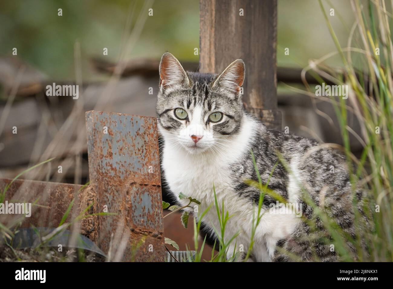 Allert young cat watching camera. Stock Photo