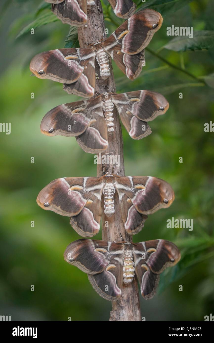 The Ailanthus silkmoth, Samia cynthia, Inside the Butterfly Park, Benalmadena, Costa del Sol, Spain. Stock Photo