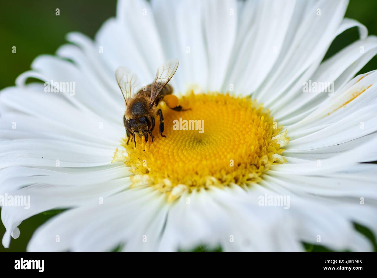 honey bee on a white flower of chamomile collect nectar Stock Photo Alamy