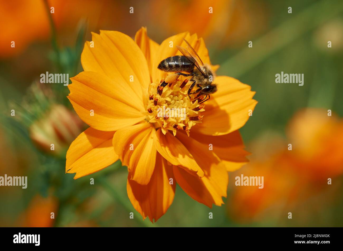 Cosmos flower of harmony hi-res stock photography and images - Alamy