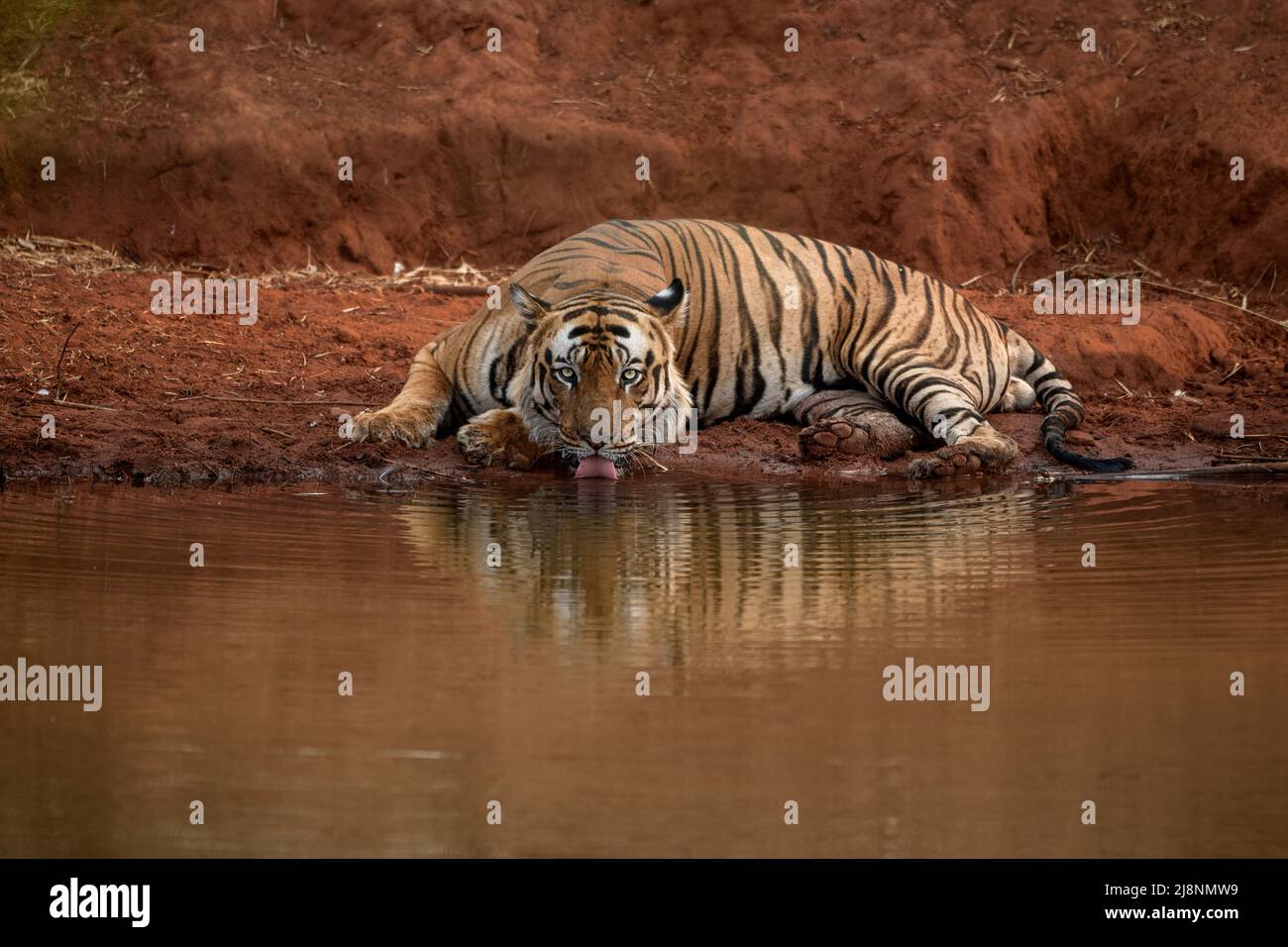 Tiger drinks water from a waterhole while lying down at Bandhavgarh National Park, Madhya Pradesh, India Stock Photo