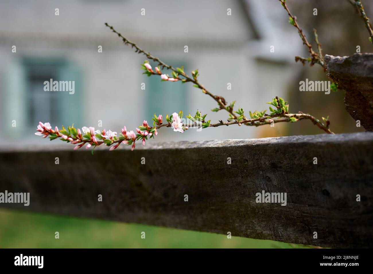 blooming branch of fruit tree in spring Stock Photo - Alamy