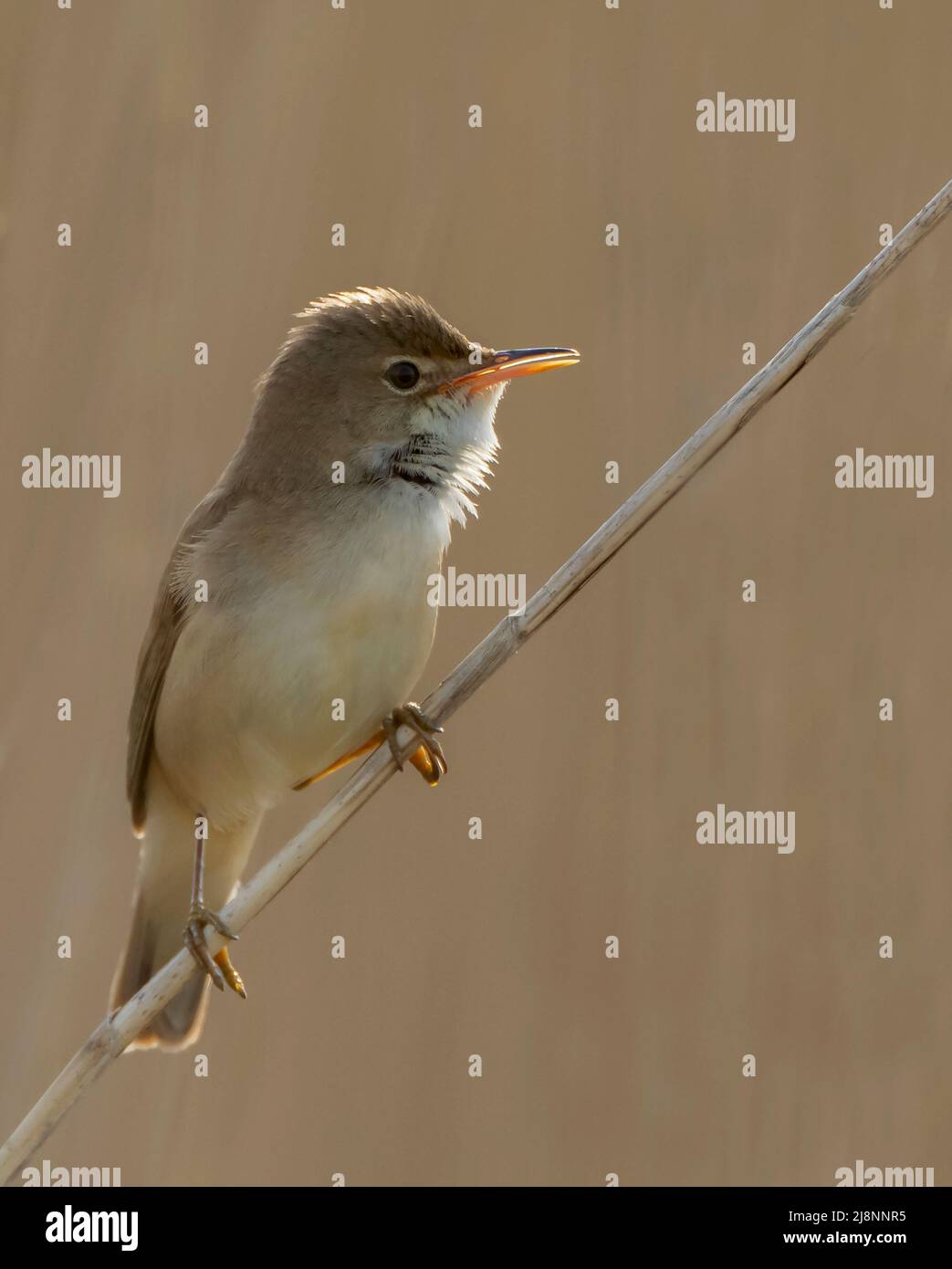 A Reed Warbler (Acrocephalus scirpaceus) erched in early morning sunlight, Norfolk Stock Photo