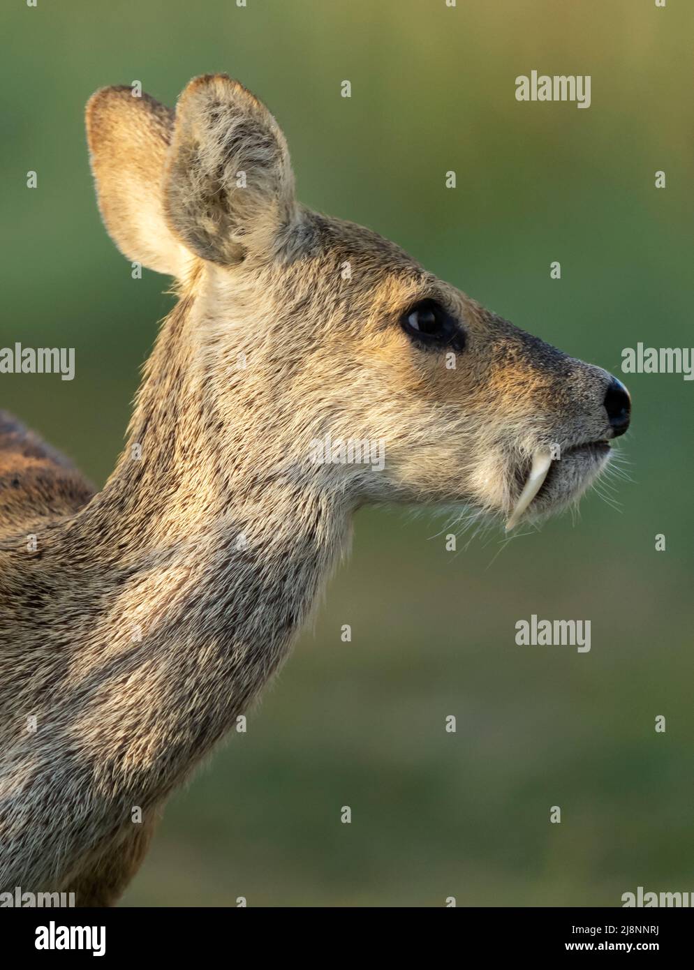 Close up of a male Chinese Water Deer (Hydropotes inermis), Norfolk Stock Photo