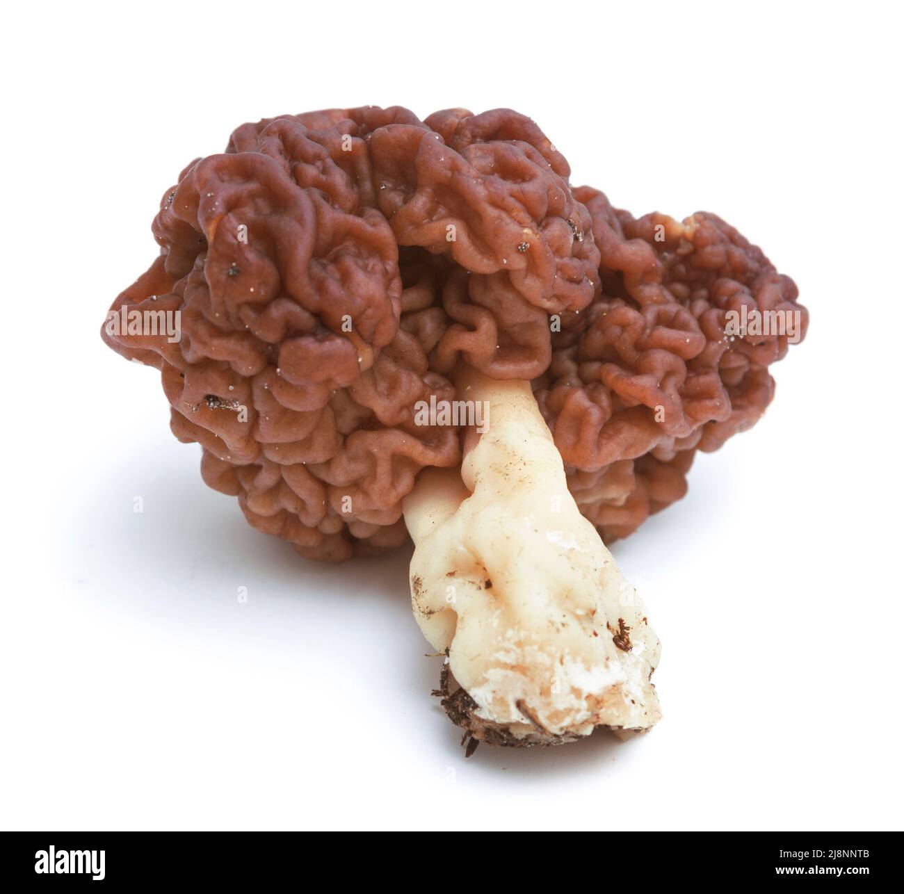 Gyromitra esculenta is conditionally edible mushroom  on white background Stock Photo