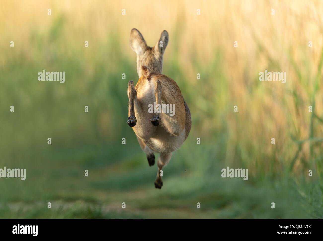 A male Chinese Water Deer (Hydropotes inermis) running, Norfolk Stock Photo