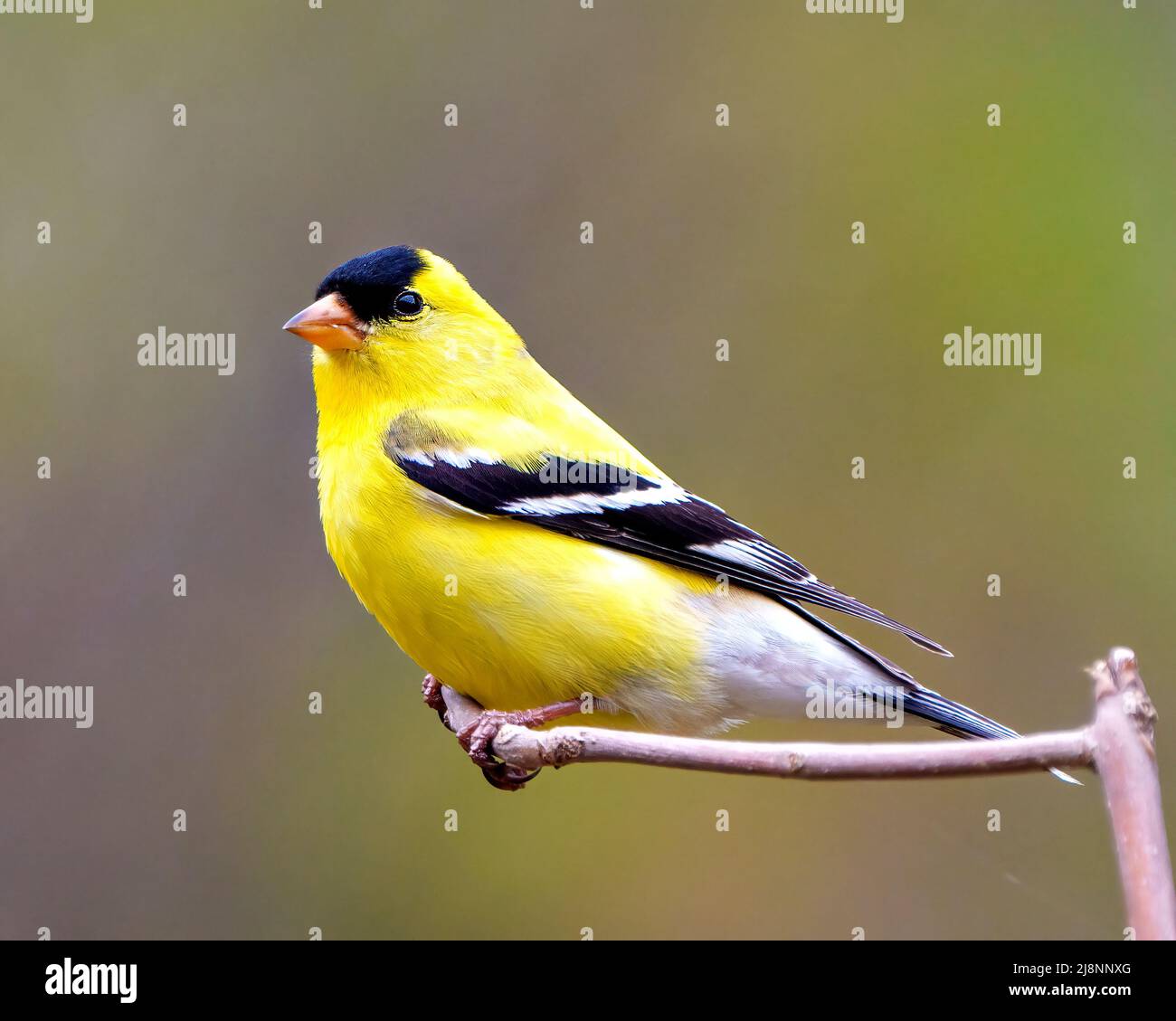 American Goldfinch close-up side view, perched on a twig with a soft blur background in its environment and habitat displaying yellow feather colour. Stock Photo