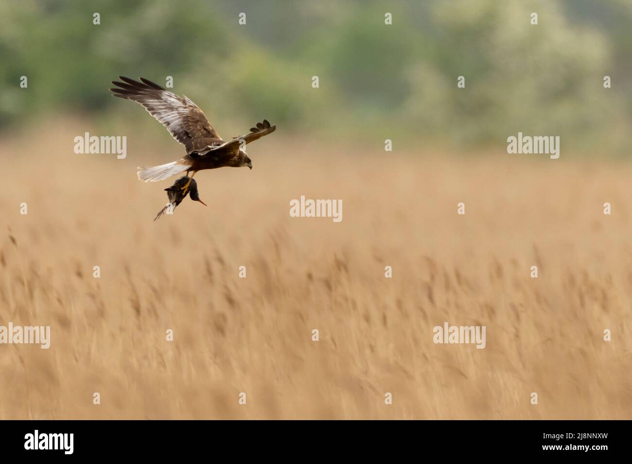 Male Marsh Harrier (Circus aeruginosus) returning to nest with a recently caught Water Rail in it's talons, Norfolk Stock Photo