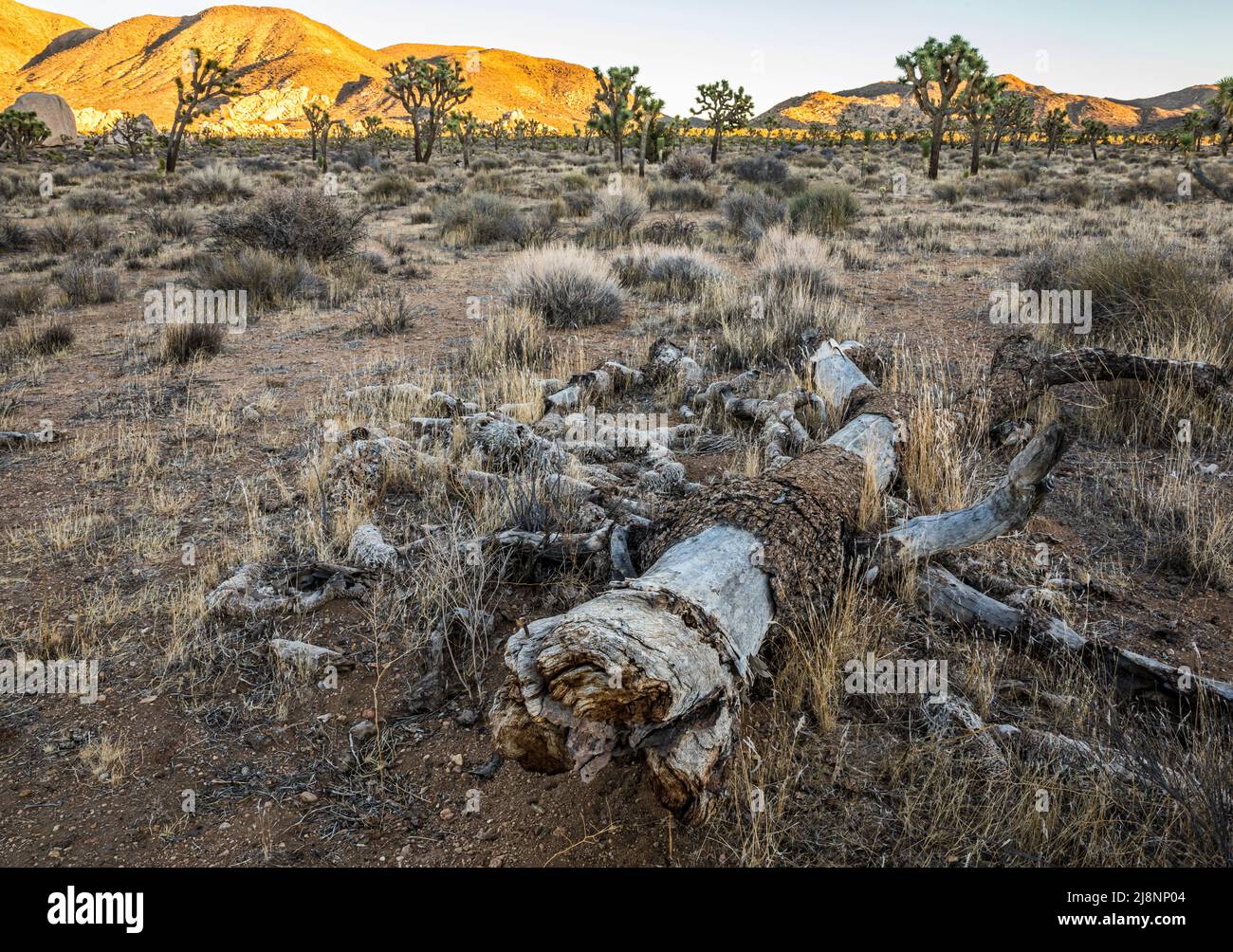 Dead and decaying Joshua Tree in Joshua Tree National Park Stock Photo
