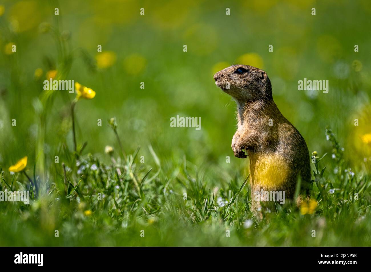 European ground squirrel, European souslik, Spermophilus citellus. The Muran Plateau National Park, Slovakia. Stock Photo
