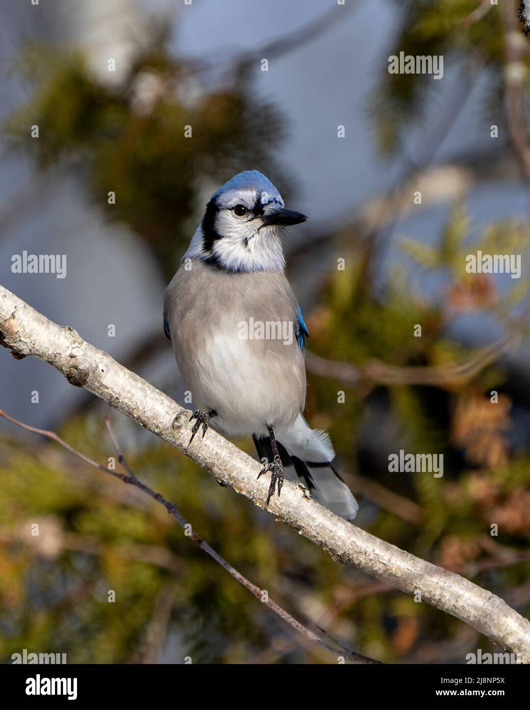 Blue Jay bird perched on a branch with a blur background in its environment and habitat surrounding displaying blue feather plumage. Stock Photo