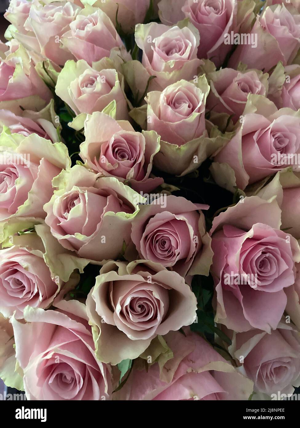 Luxury bouquet pink roses hi-res stock photography and images - Alamy