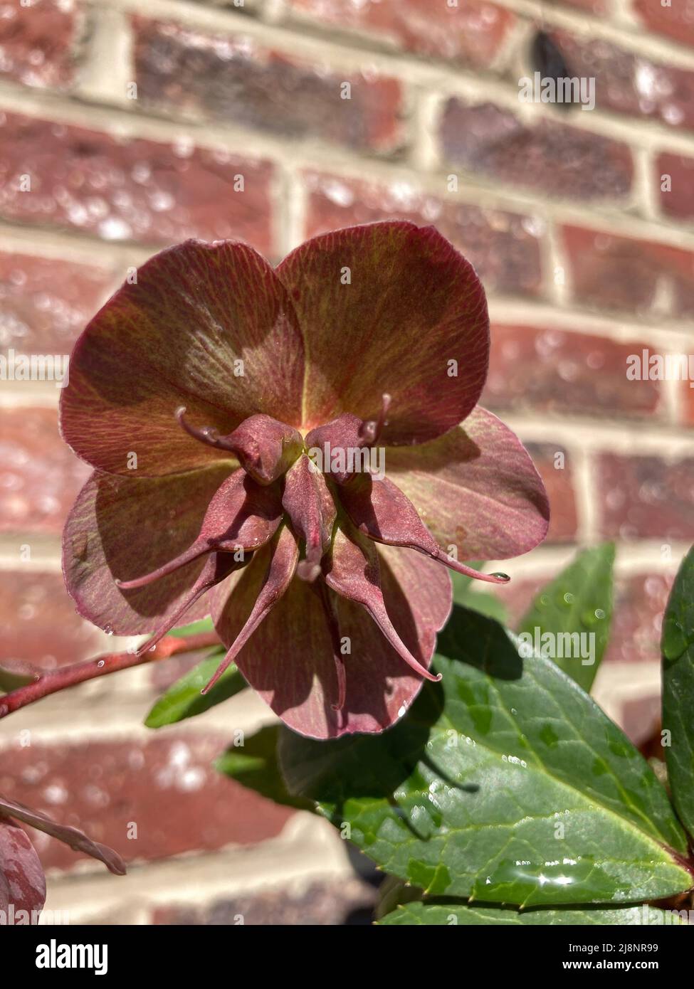 burgundy red hellebore flower with seed pods Stock Photo Alamy