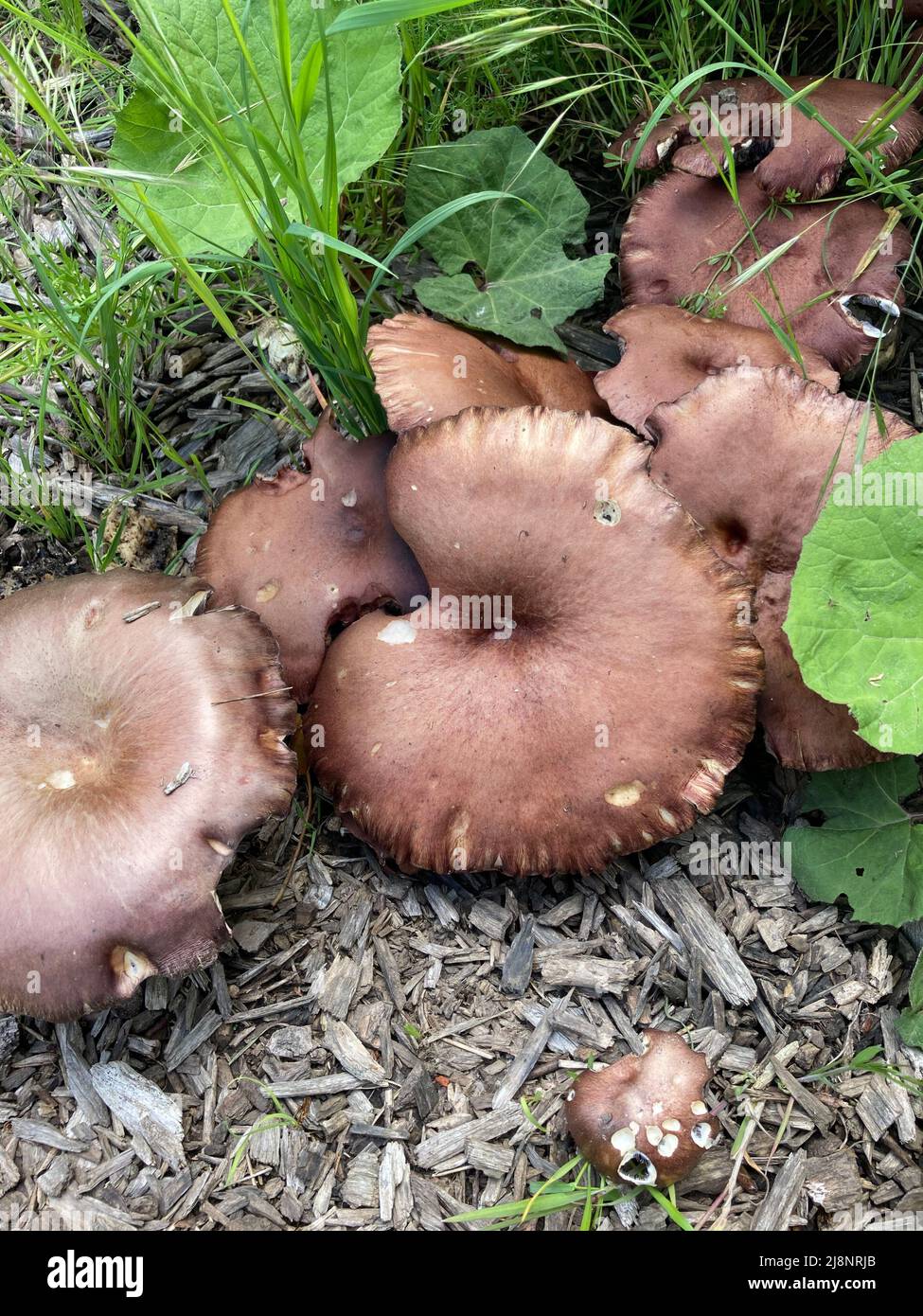 top view of group of burgundy mushrooms growing on wood chips Stock