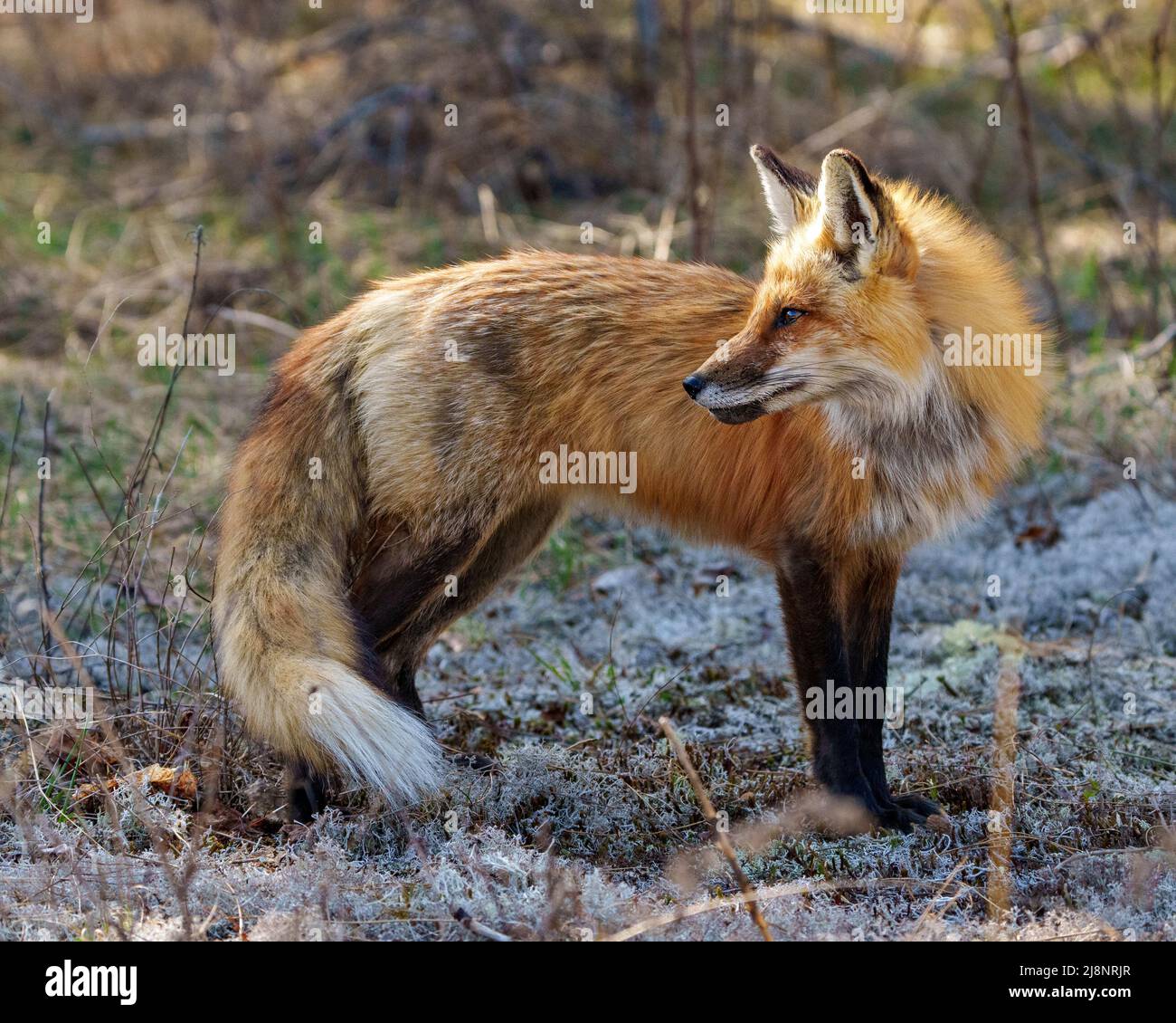 Red fox close-up side view standing on moss with a blur forest background in its environment and habitat displaying bushy tail, fox fur. Fox image. Stock Photo