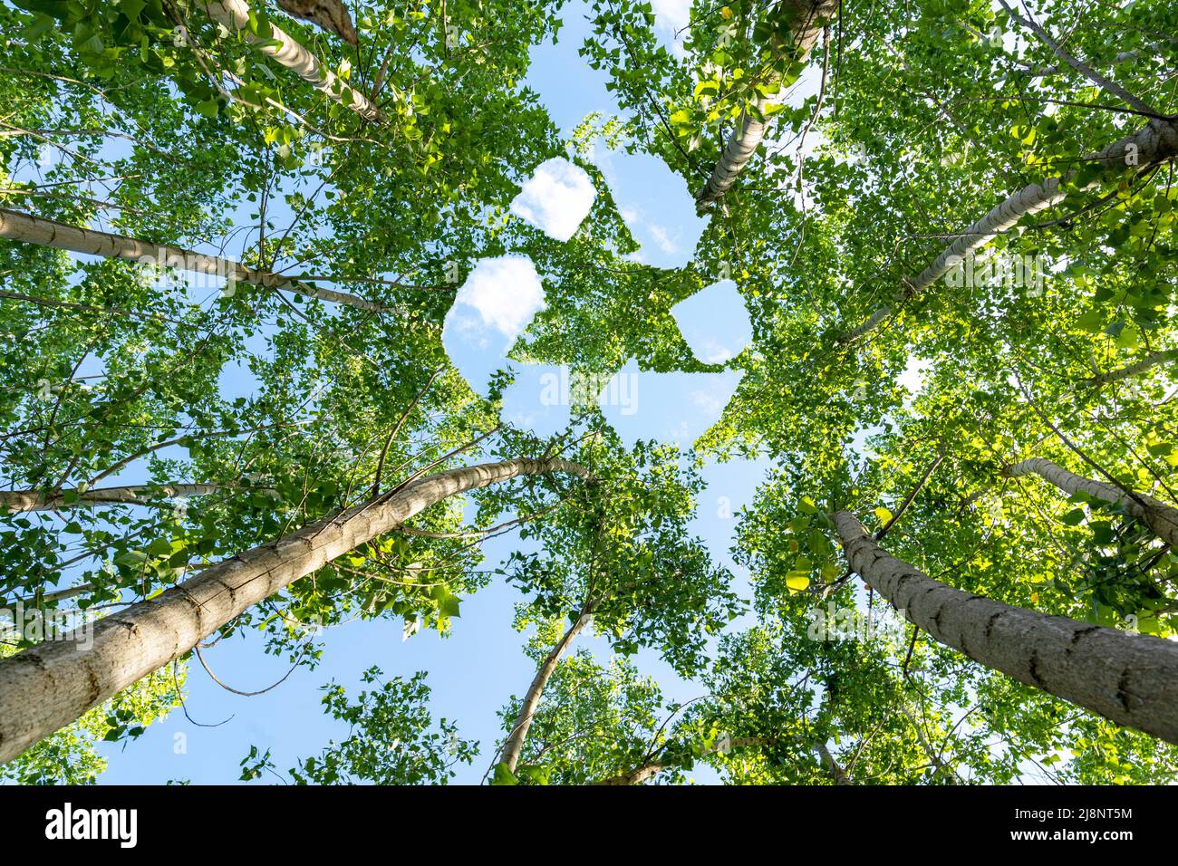 Below photo of poplar trees and recycle icon design on sky as a symbol of clean air quality. Concept of reducing carbon emissions and air pollution. Stock Photo