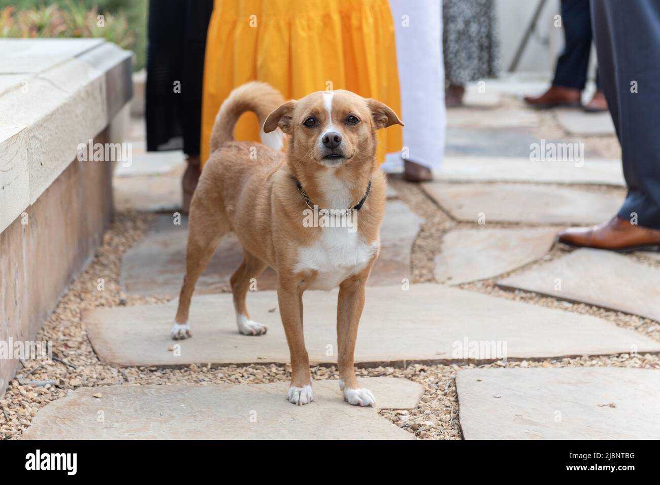 Alert pet Chihuahua dog navigates among the party guests without being stepped on. Stock Photo