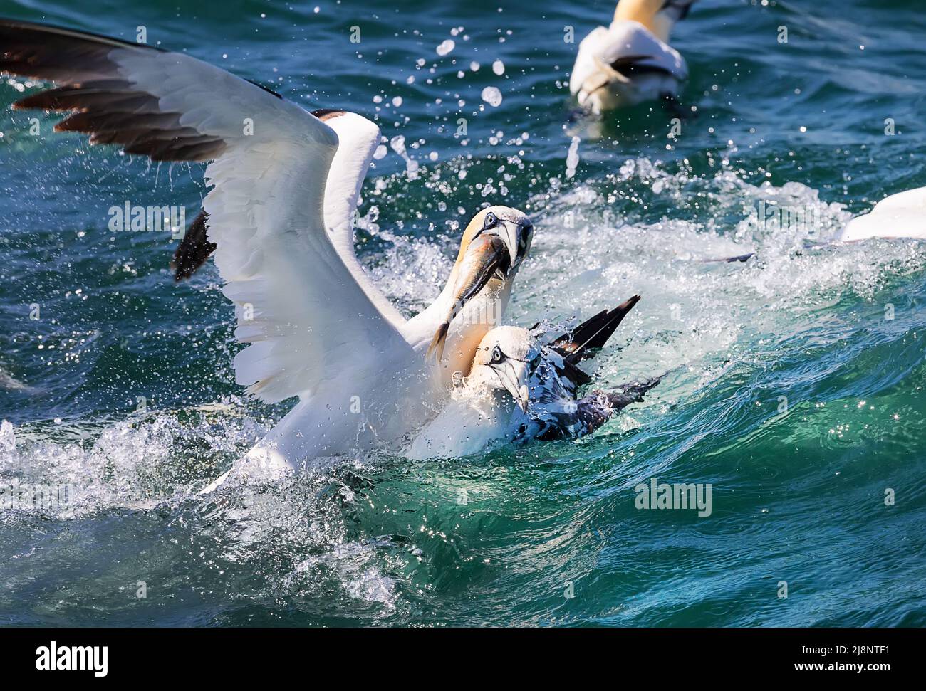 Northern gannets are eating fish in the North Sea, near Bempton Cliffs, Yorkshire coast, UK Stock Photo