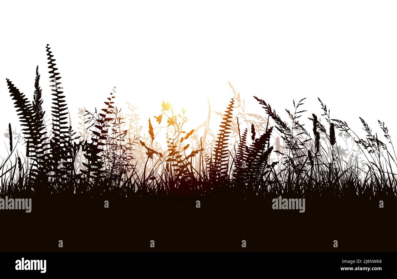 Grass at sunset. Vector illustration Stock Vector Image & Art - Alamy