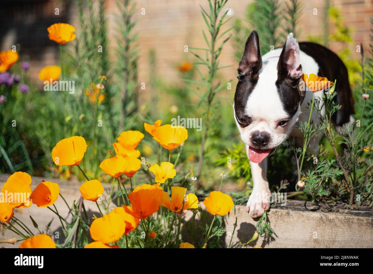 Boston Terrier dog outside in a garden mooching around some golden orange Eschscholzia California poppies. Stock Photo