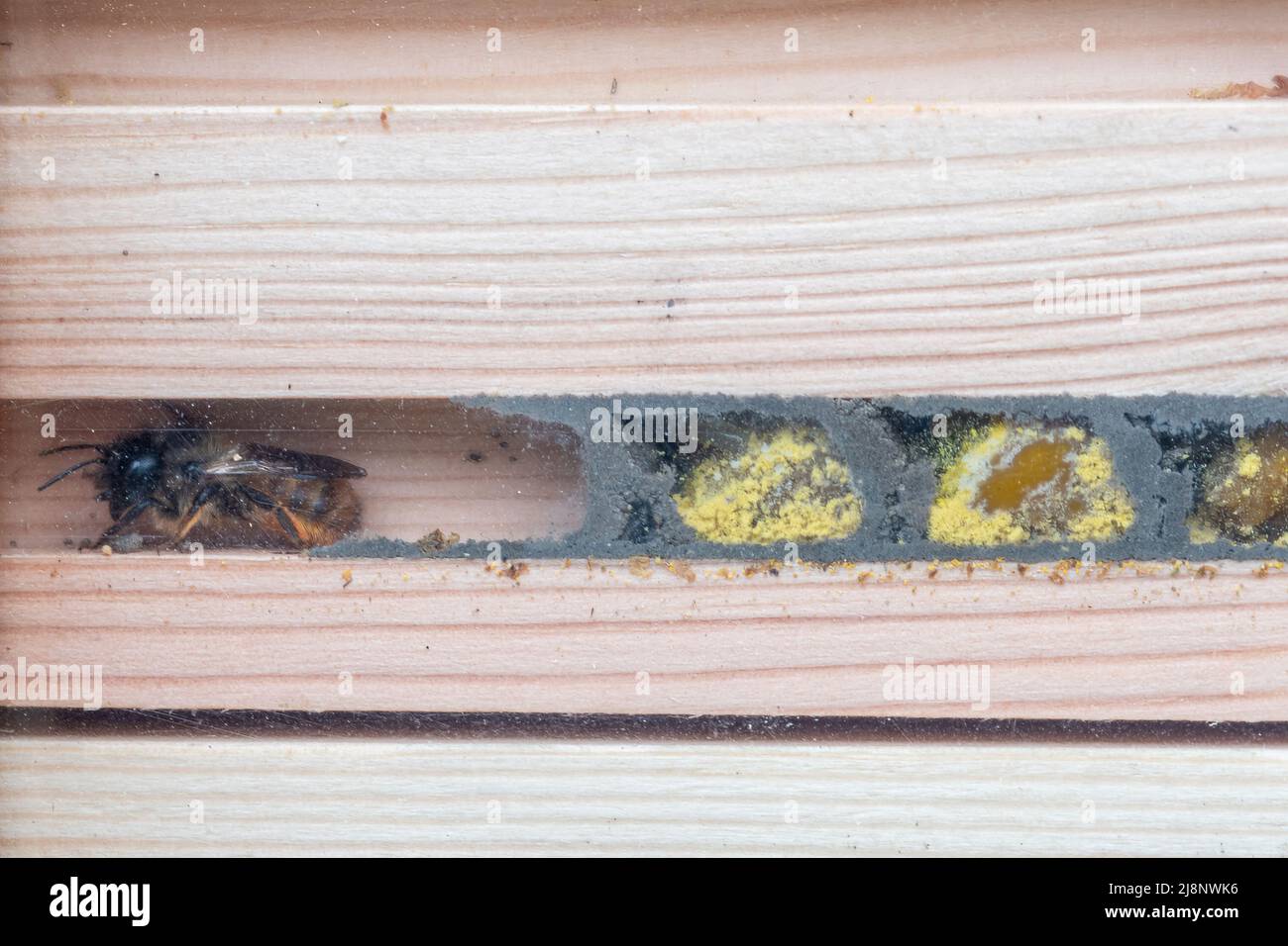 Red mason bee (Osmia bicornis) inside a bee hotel showing the pollen filled breeding cells and eggs divided by mud walls, UK Stock Photo