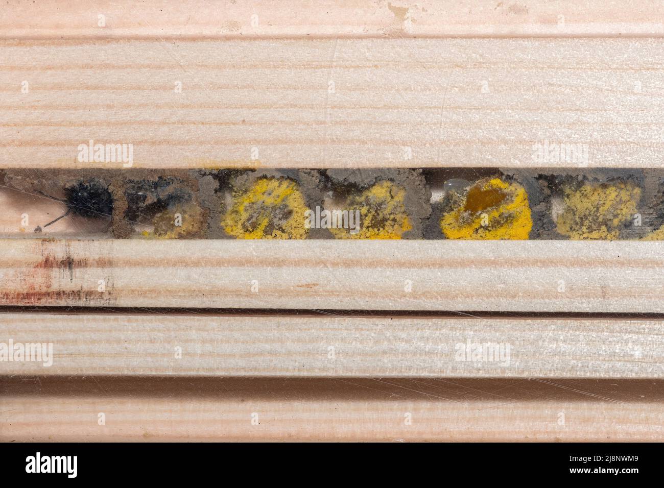 Red mason bee (Osmia bicornis) inside a bee hotel showing the pollen filled breeding cells and eggs divided by mud walls, UK Stock Photo