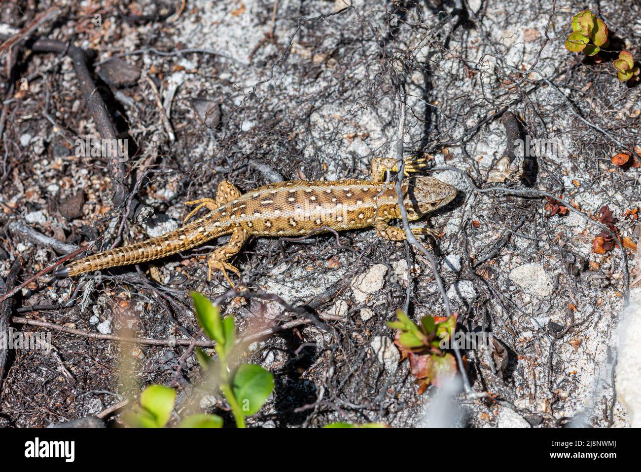 Young sand lizard (Lacerta agilis) in heathland habitat, Surrey