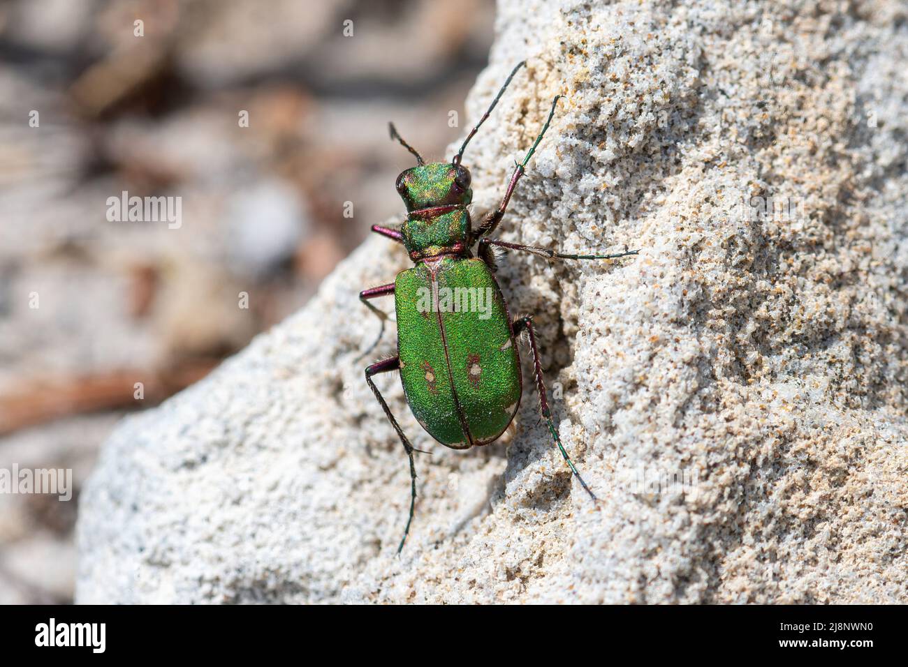 Green tiger beetle (Cicindela campestris) in sandy heathland, Surrey, England, UK Stock Photo