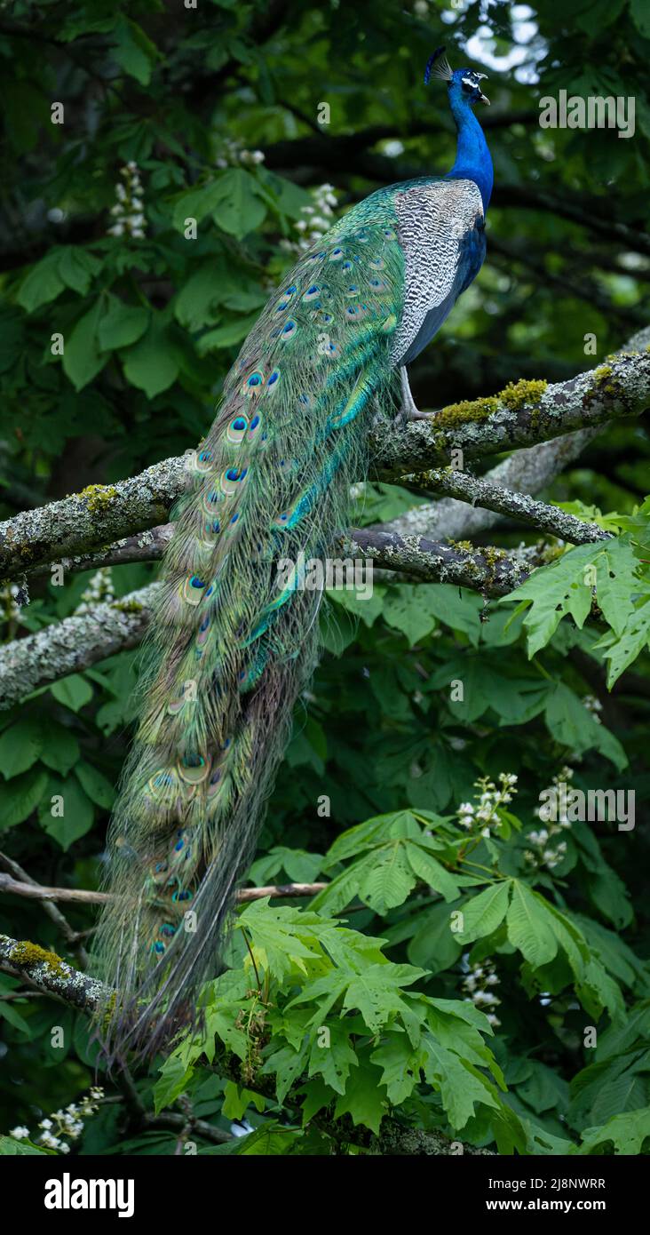 A peacock, or Indian peafowl (Pavo cristatus) calling while perched in a tree in Beacon Hill Park in Victoria, British Columbia, Canada. Stock Photo