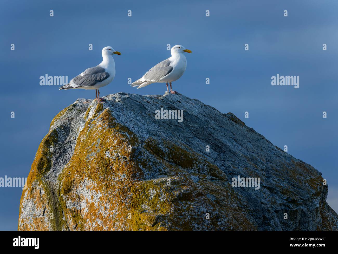 Glaucous-winged gulls (Larus glaucescens) on a rock at Gonzales Beach in Victoria, British Columbia, Canada. Stock Photo