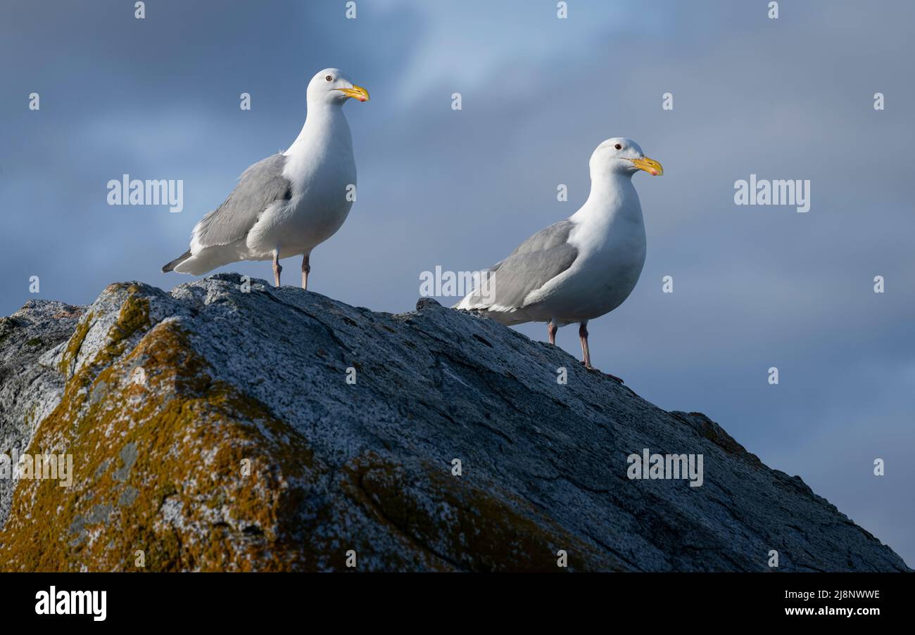 Glaucous-winged gulls (Larus glaucescens) on a rock at Gonzales Beach in Victoria, British Columbia, Canada. Stock Photo