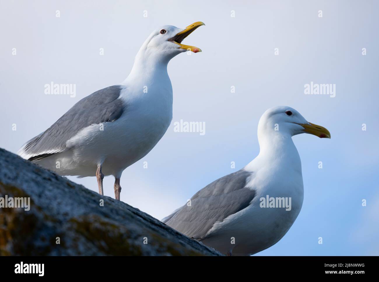 Glaucous-winged gulls (Larus glaucescens) on a rock at Gonzales Beach in Victoria, British Columbia, Canada. Stock Photo