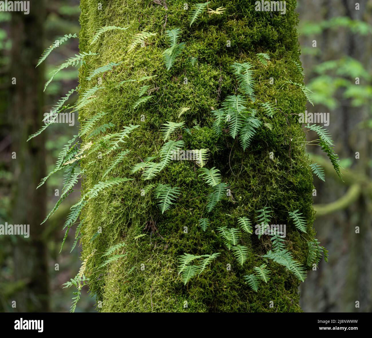 Ferns and moss growing from a large tree trunk in Mount Work Regional Park, British Columbia, Canada. Stock Photo
