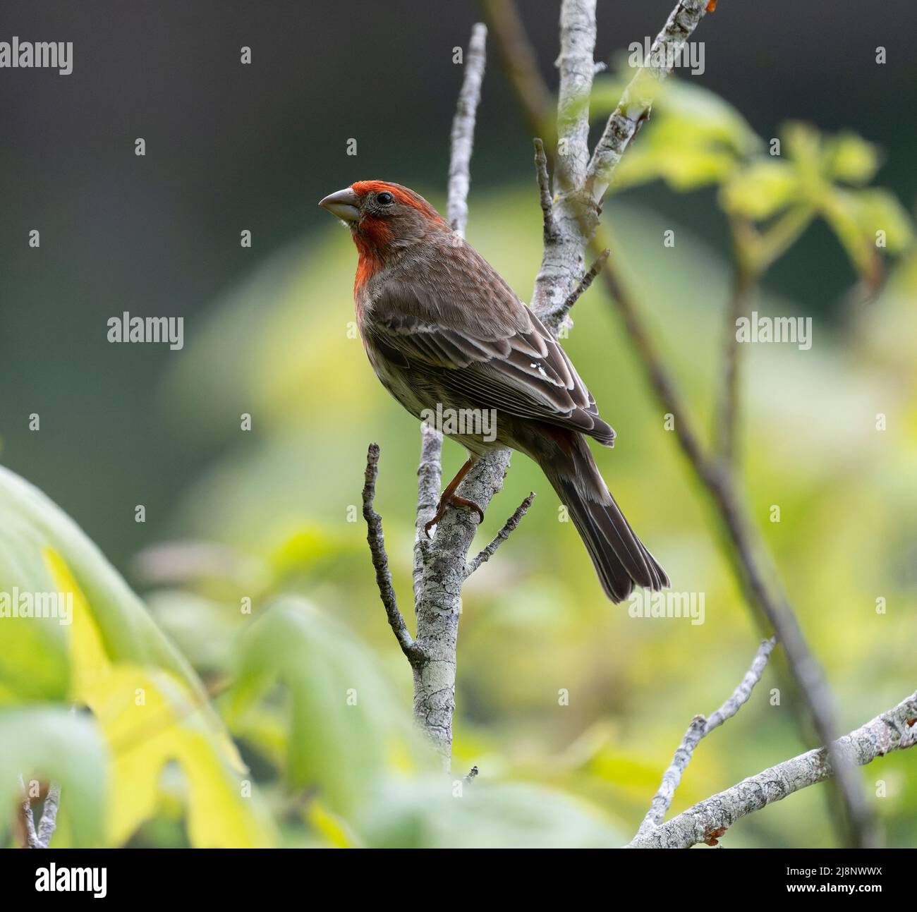A house finch (Haemorhous mexicanus) perching near Tod Inlet in British Columbia, Canada. Stock Photo