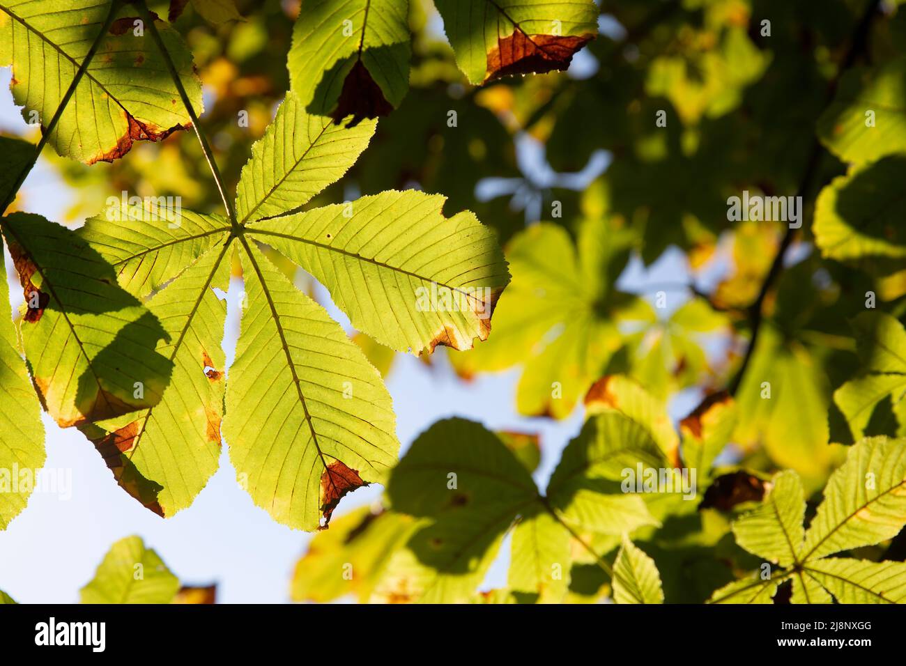 Autumnal chestnut tree (Aesculus) leaves in backlighting Stock Photo