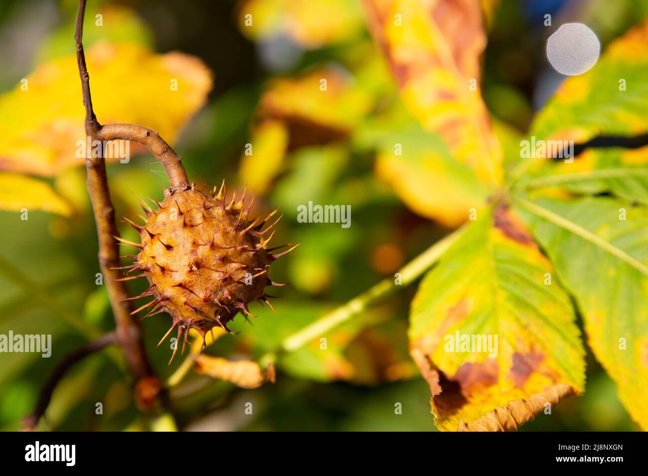 Autumnal chestnut tree (Aesculus) leaves and fruit in backlighting Stock Photo