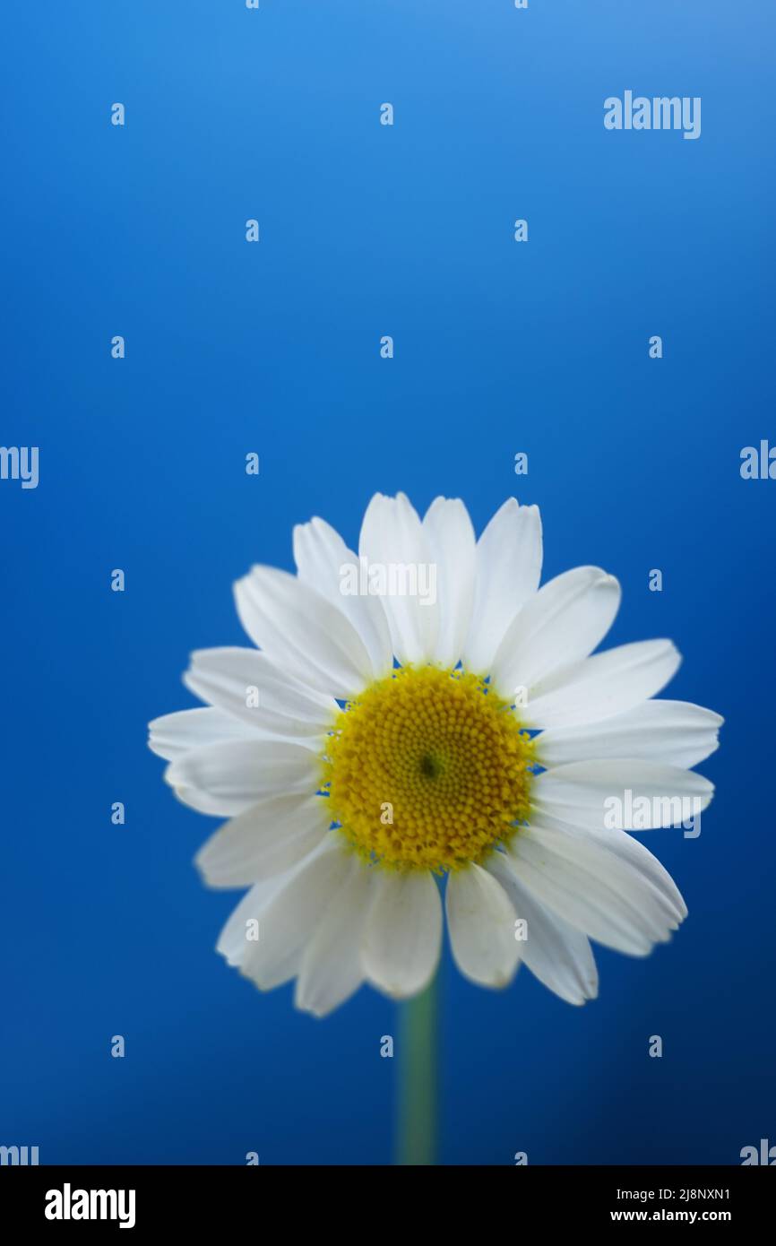 White chamomile on a vivid blue background. Stock Photo