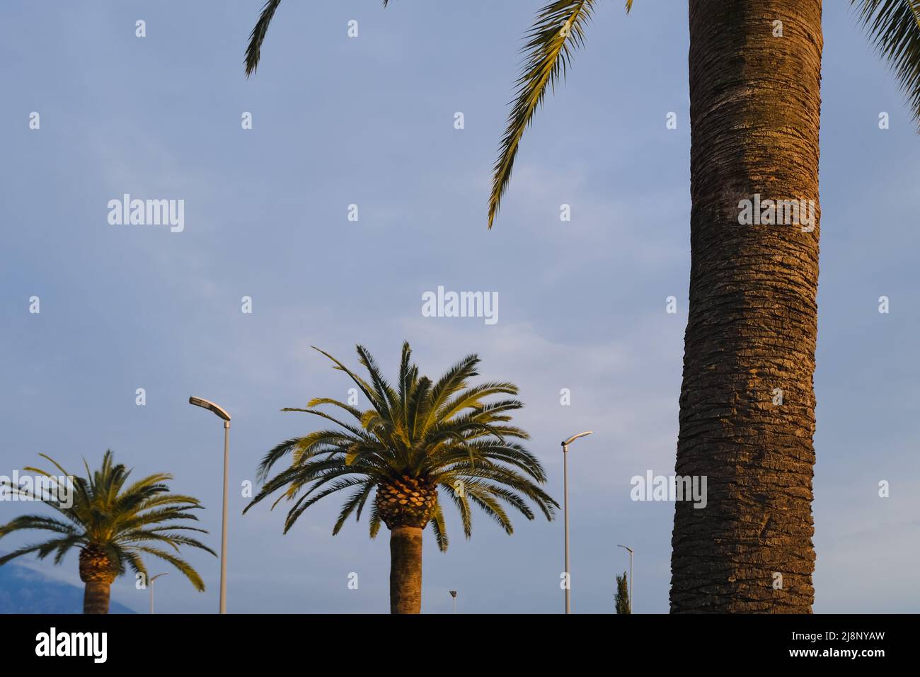 palm trees against sky natural background Stock Photo