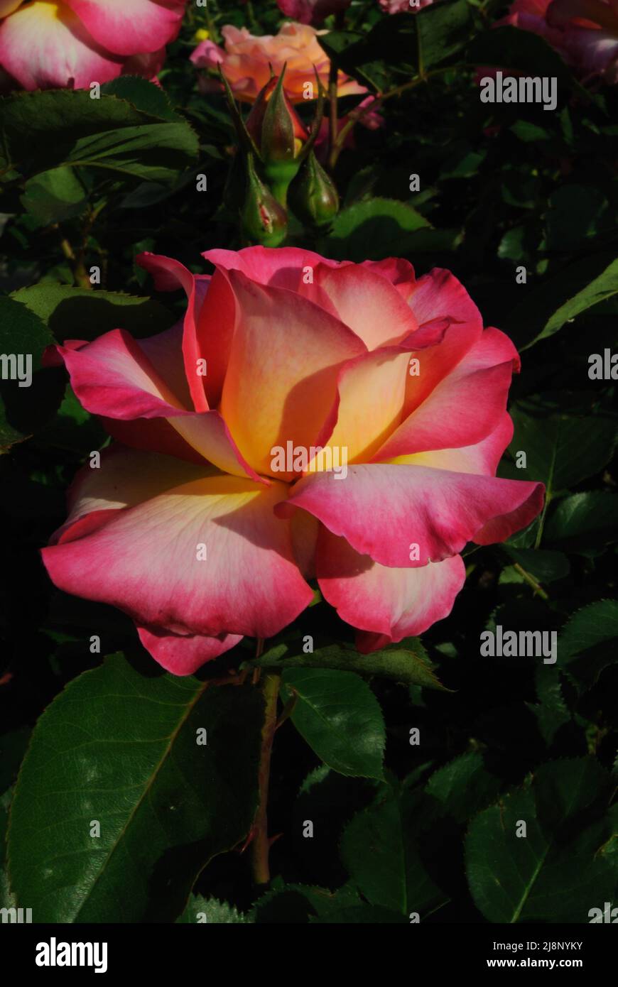 Roseto Elizabeth Plantarette - Rosa Gialla Da Esterno, Pianta Per Giardino