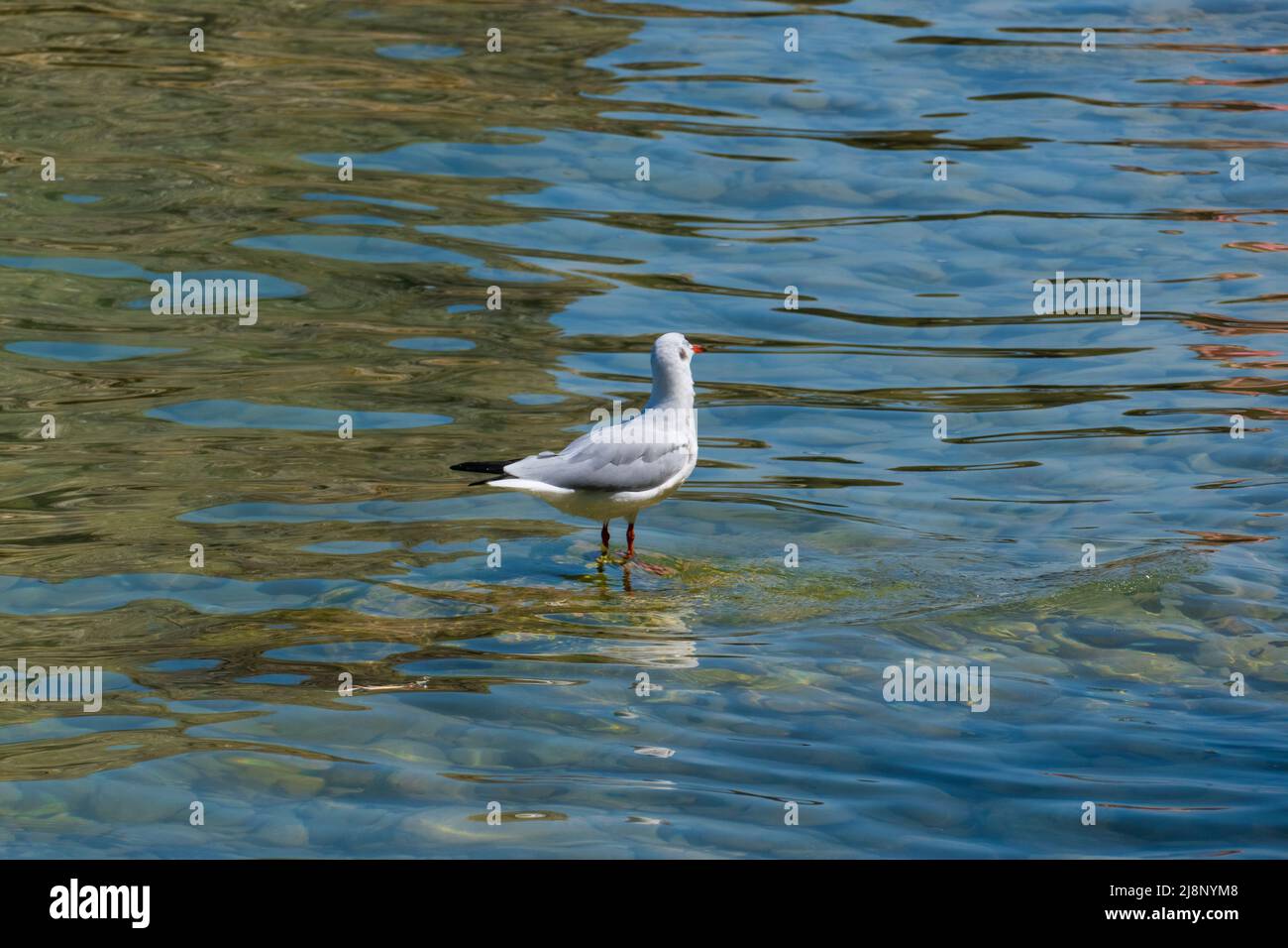 Lachmöwe, Möwe mit rotem Schnabelin der Pisenze Lacuale Bucht Manerba am Gardasee Stock Photo