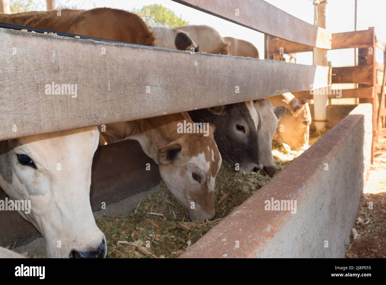 Cattle on confinement in farm. Cows eating in group Stock Photo Alamy