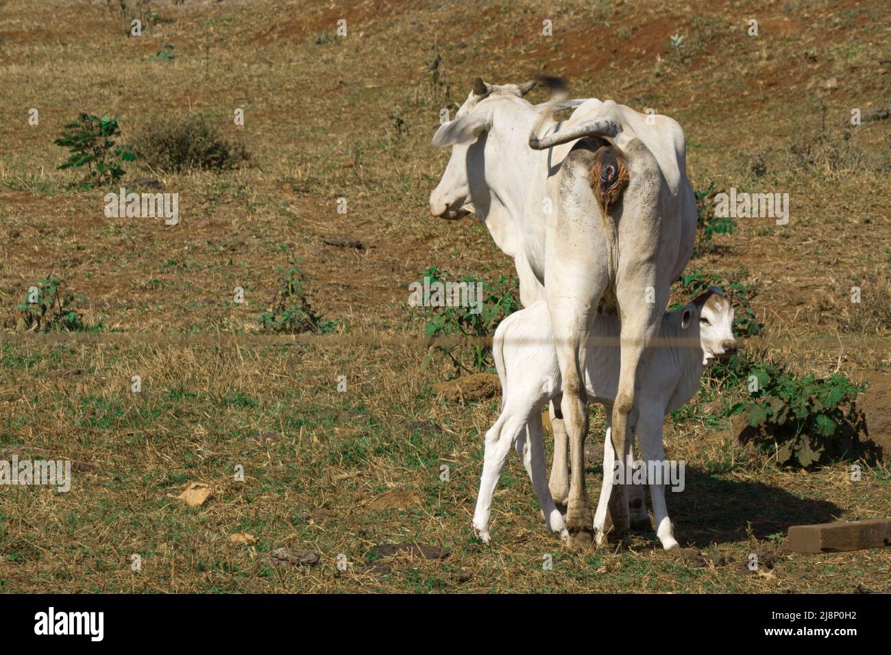 Group of cows on green grass on a sunny day Stock Photo - Alamy