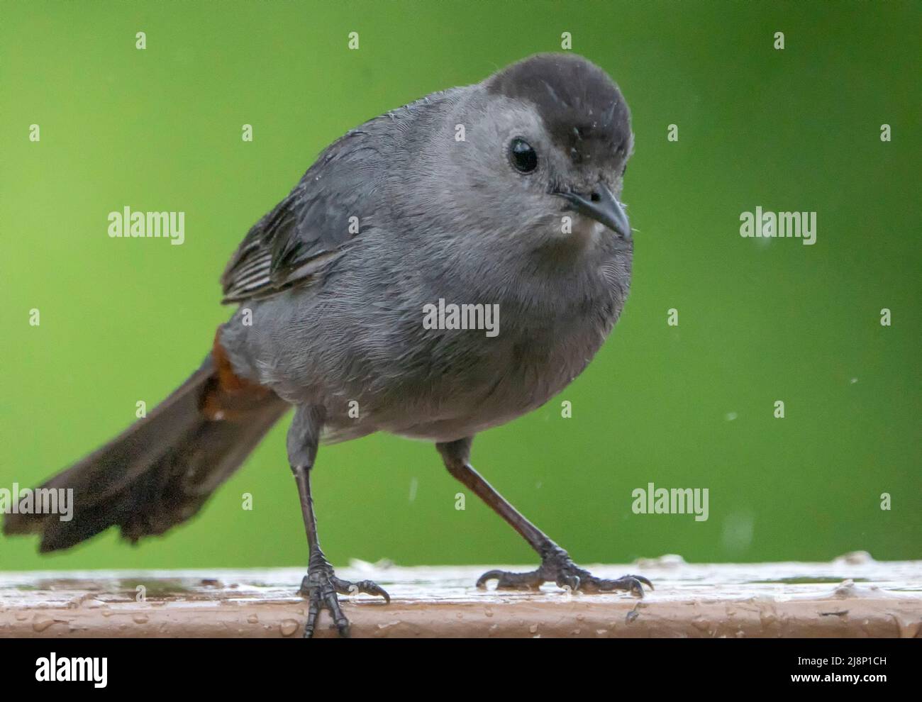 Gray Catbird stopd by the backyard deck Stock Photo - Alamy