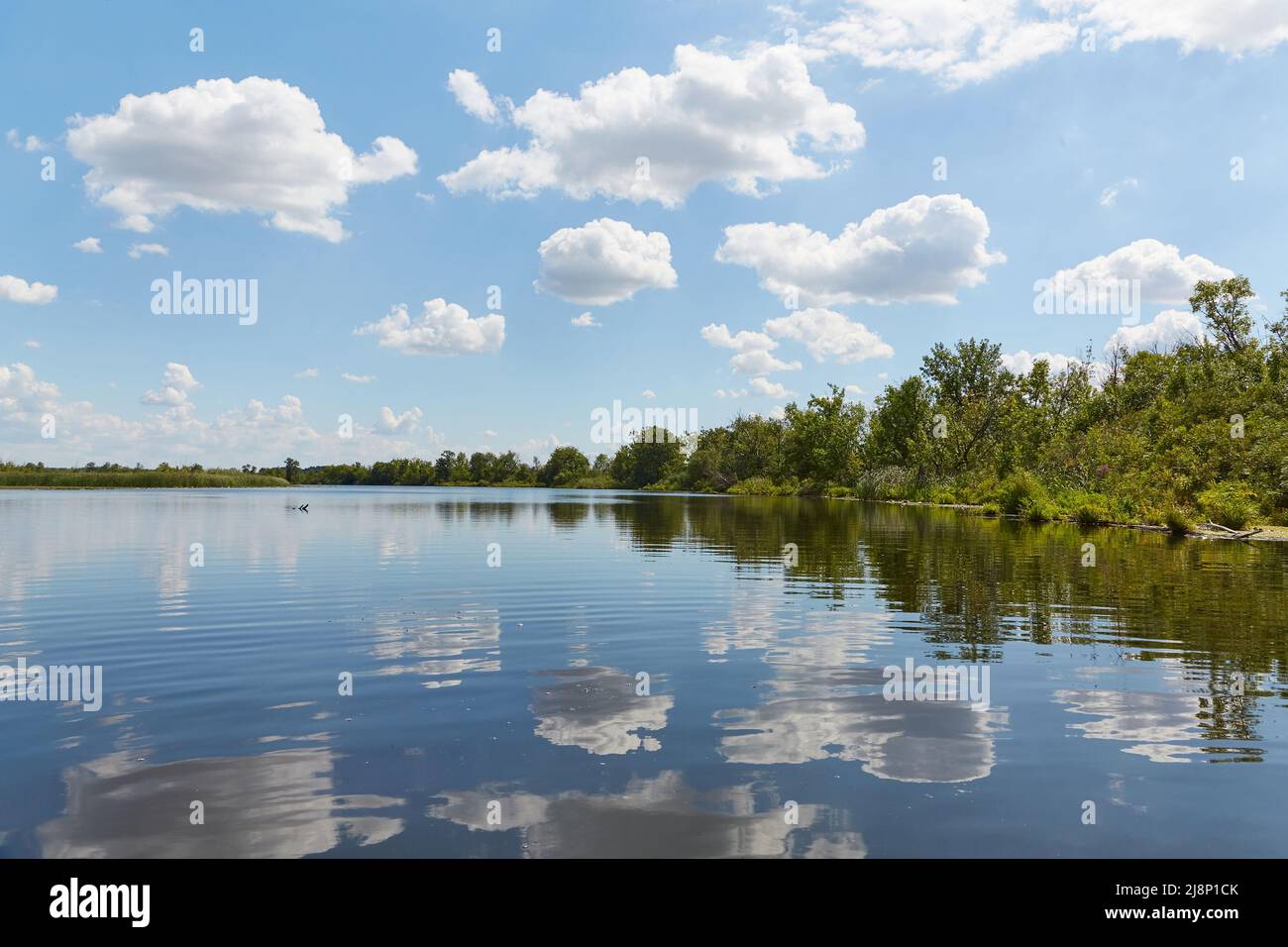 Water surface lake with trees Stock Photo