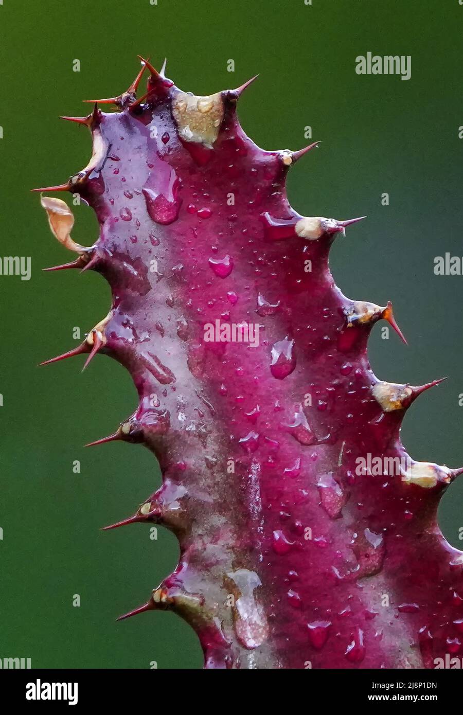 Cactus plant top close hi-res stock photography and images - Alamy